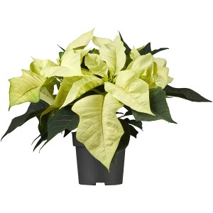 Weihnachtsstern (Euphorbia) mit weißen Blättern im Topf, ca. 11 cm Ø.