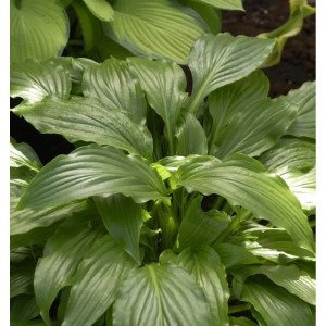 Kranichschnabel Funkie (Hosta kikutii) mit großen, grünen Blättern. Staude für halbschattige Standorte.