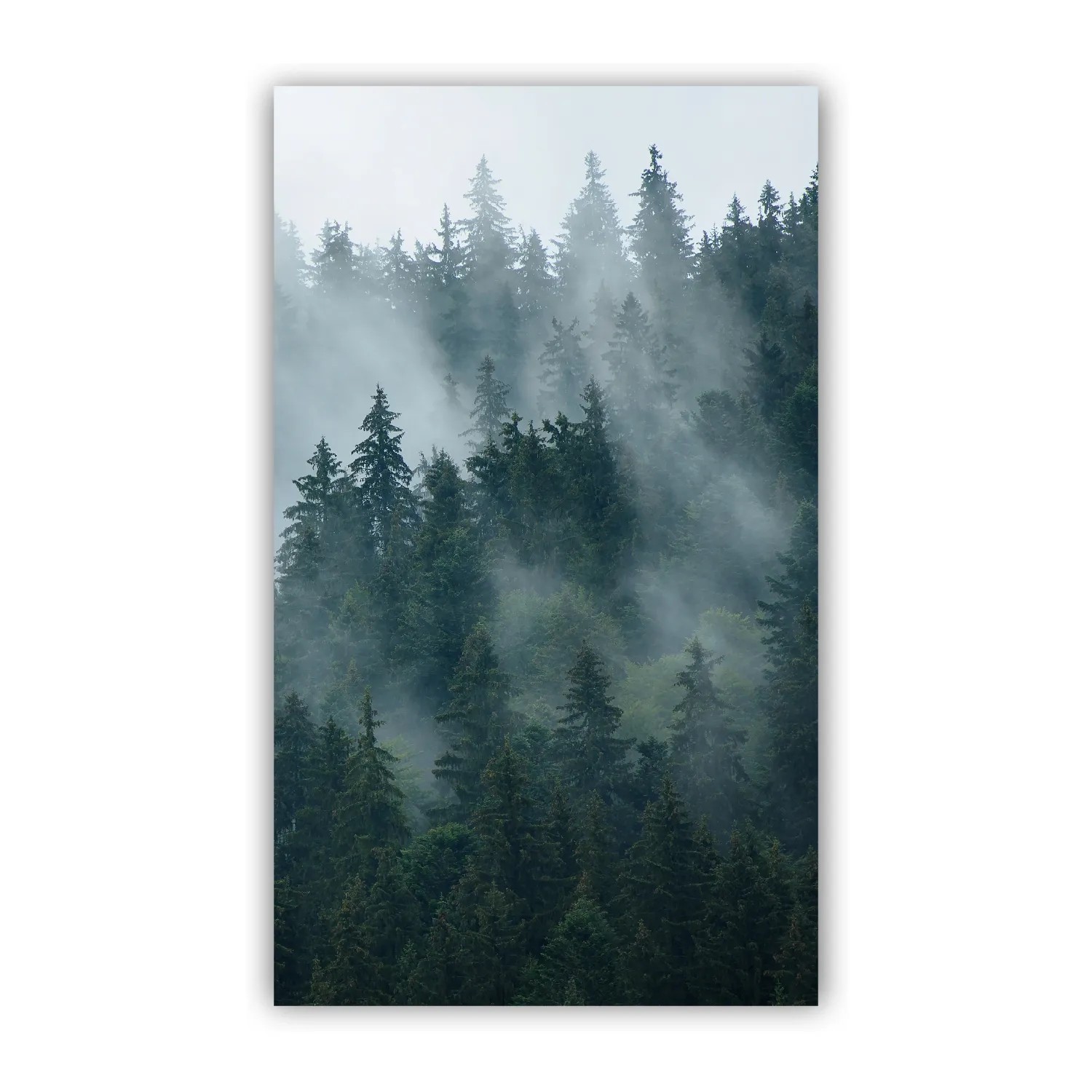 Walllux Duschrückwand Tannenwald Alu-Verbund 3 mm 150 x 255 cm
