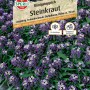 Sperli Steinkraut Königsteppich, lila-weiße Blüten, ideal für Steingärten und Blumenkästen.