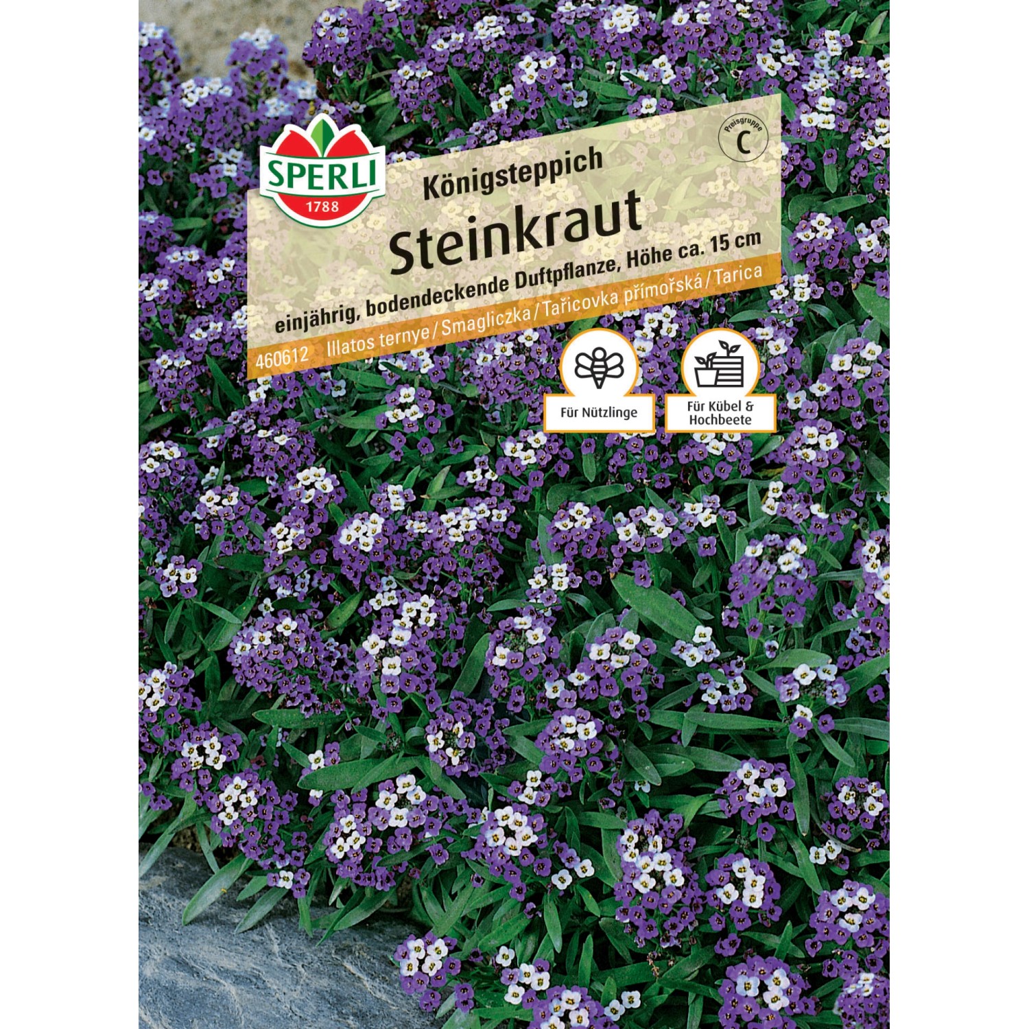 Sperli Steinkraut Königsteppich, lila-weiße Blüten, ideal für Steingärten und Blumenkästen.