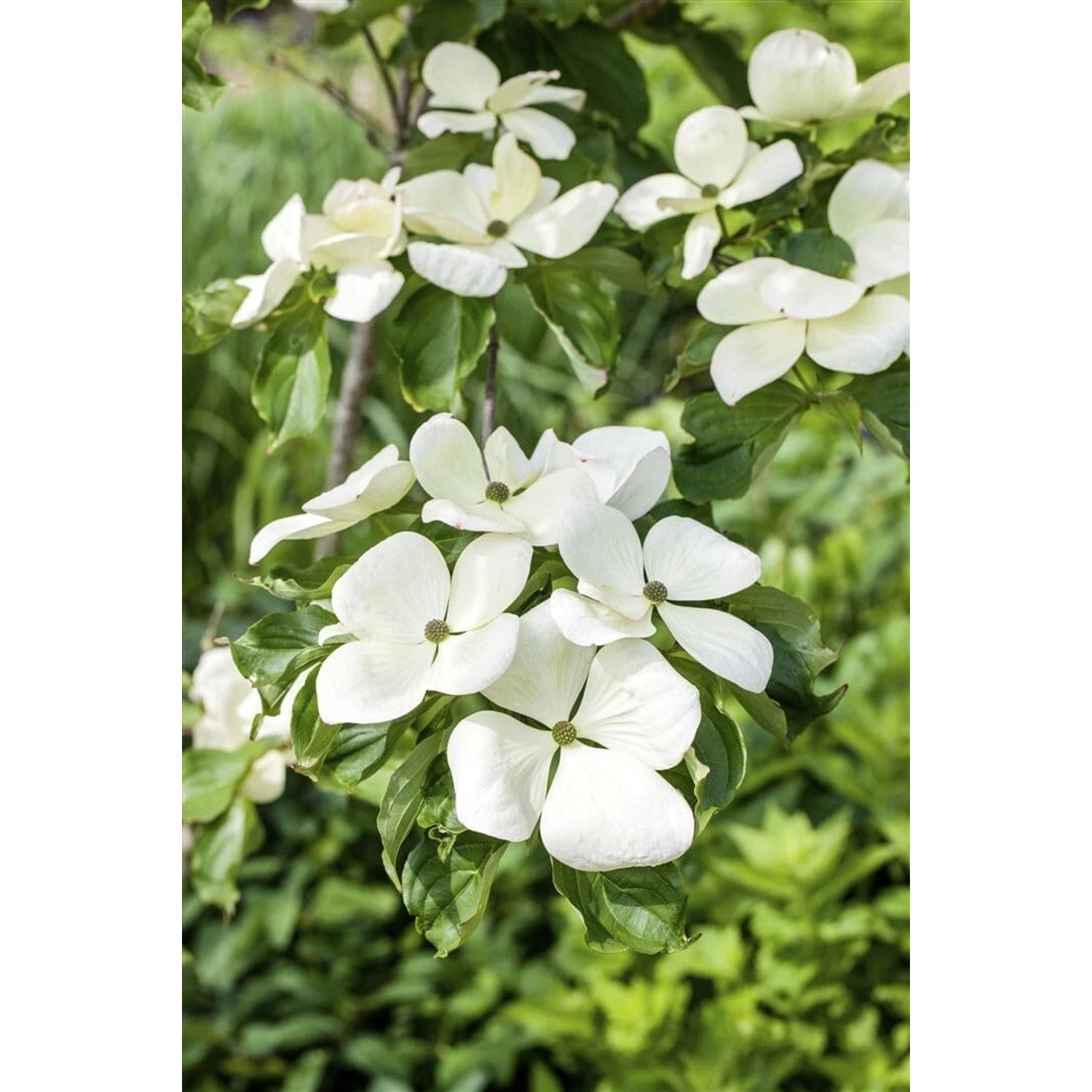 Cornus Kousa Venus Japanischer Blumen-Hartriegel Weiß 80–100 cm günstig online kaufen
