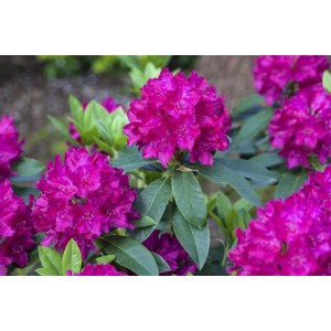 Leuchtend roter Rhododendron Hybr. Renata mit grünen Blättern.