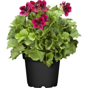 Stehende Geranie Lila im Topf (Ø 12cm). Dekorative Balkonpflanze mit lila Blüten.