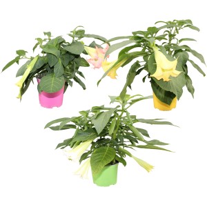 Engelstrompeten im Topf (Ø 19cm) in verschiedenen Farben. Blühende Kübelpflanze für Garten und Terrasse.