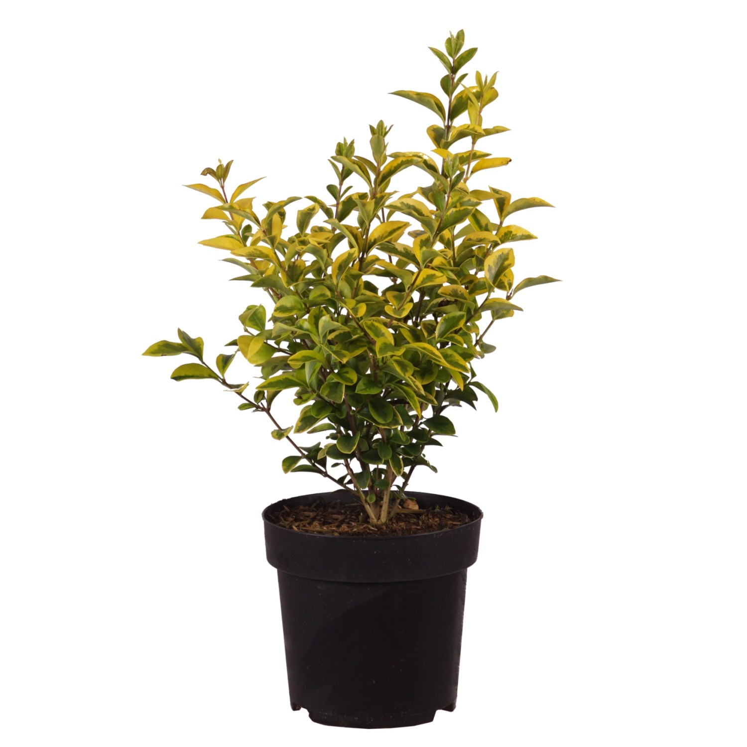 Gold-Liguster Aureum Höhe ca. 50-60 cm Topf ca. 4,5 l Ligustrum ovalifolium günstig online kaufen