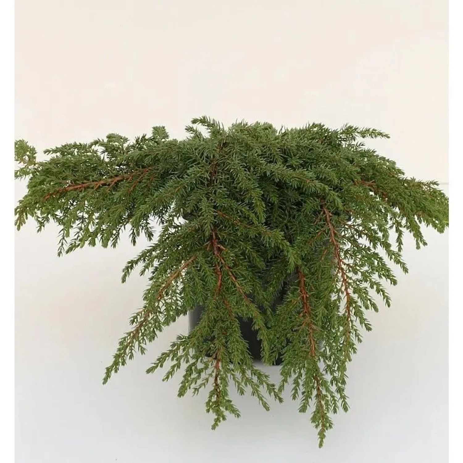 Grüner Kriechwacholder Green Carpet 25-30cm - Juniperus communis
