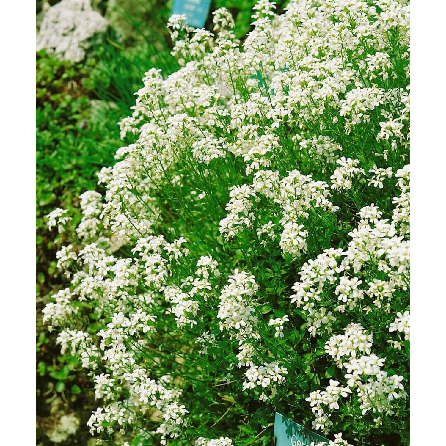 Arabis Procurrens Neuschnee Gänsekresse Weiß Ca. 9x9 cm Topf günstig online kaufen