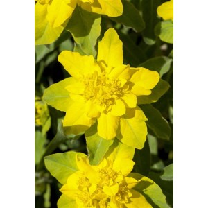 Nahaufnahme der leuchtend gelben Blüten der Goldwolfsmilch (Euphorbia polychroma) im 9x9 cm Topf.