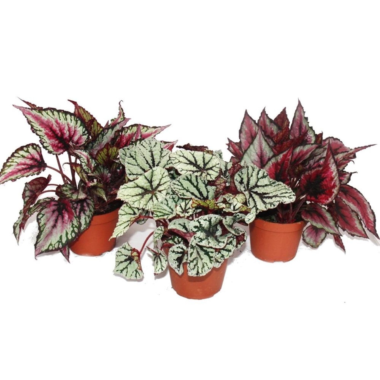 Exotenherz Blattbegonienmix Botanica 3 Pflanzen 12cm Topf