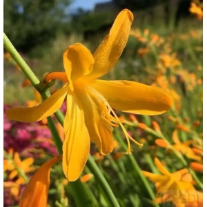 Gelbe Garten-Monbretie 'George Davidson' im Topf, Nahaufnahme der Blüte.