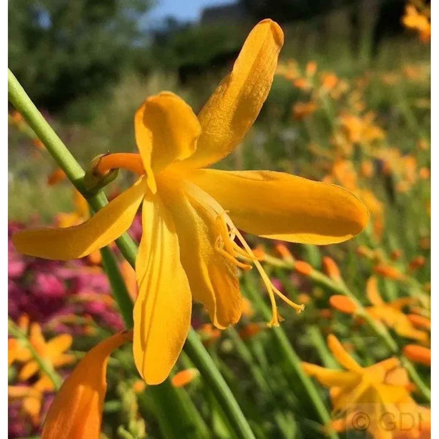 Garten Monbretie George Davidson - großer Topf - Crocosmia masoniorum