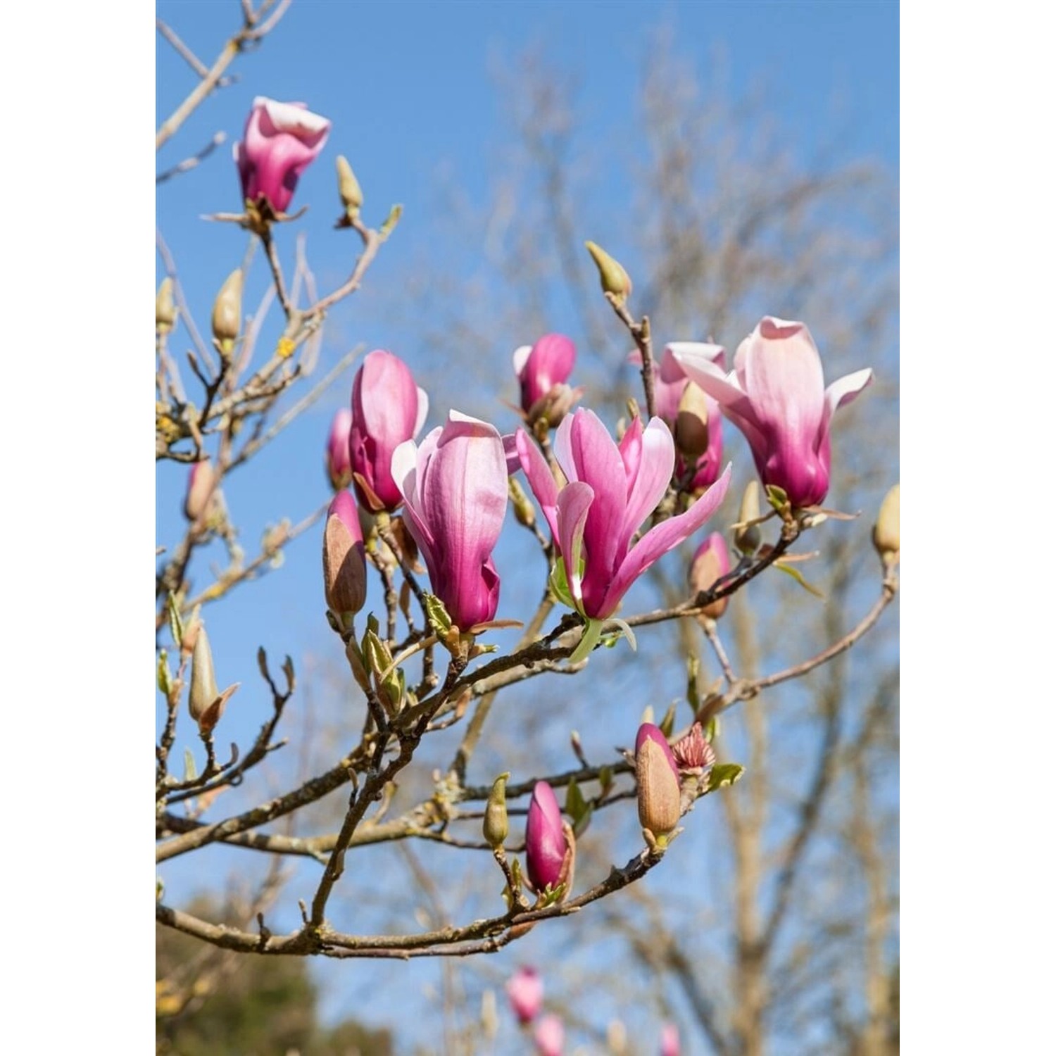 Magnolia Daybreak Magnolie 60-80 cm günstig online kaufen
