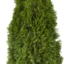 Lebensbaum Smaragd, 180-200 cm hoch, im Set mit Ballen. Ideal als Heckenpflanze.