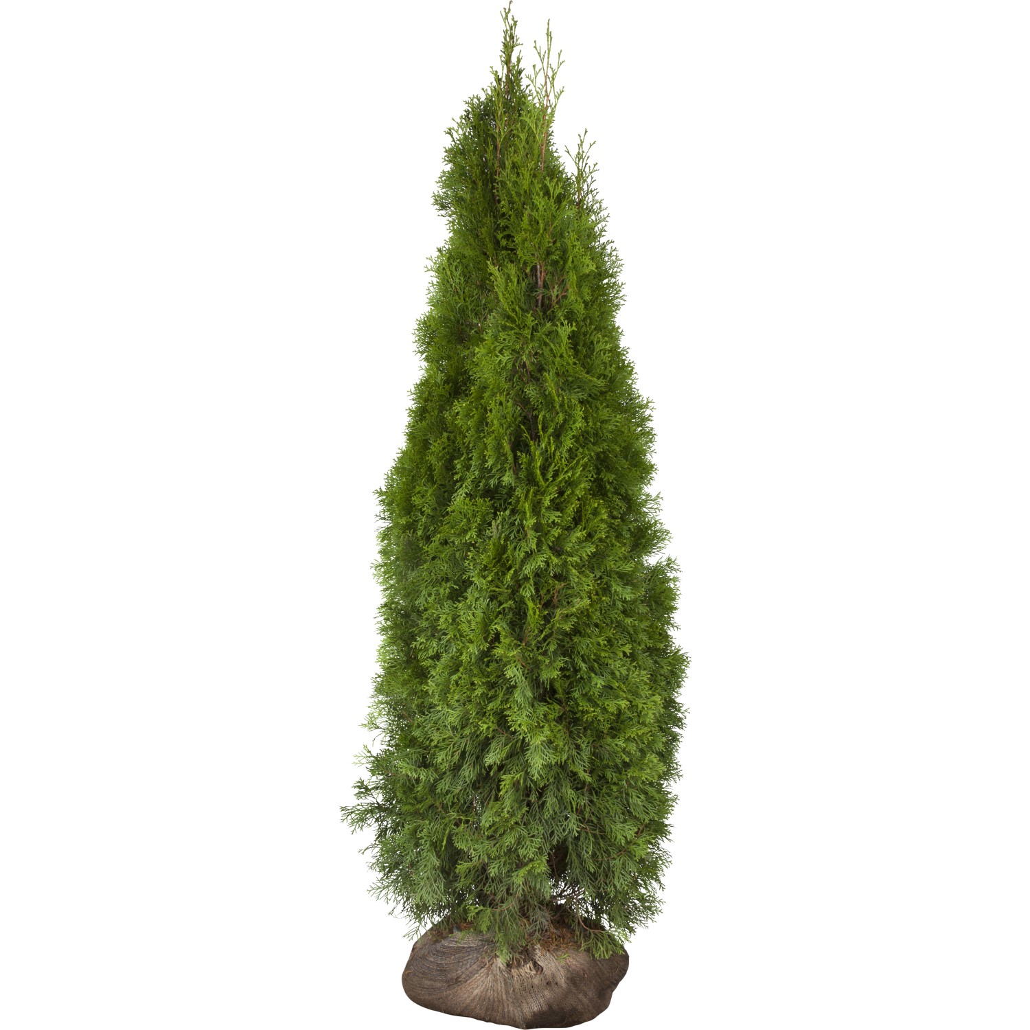 Lebensbaum Smaragd Set à 10 Stück Höhe ca. 180 - 200 cm Thuja occidentalis