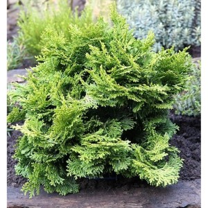 Grüne Hinoki Scheinzypresse (Chamaecyparis obtusa) im Garten, 20-25cm hoch.