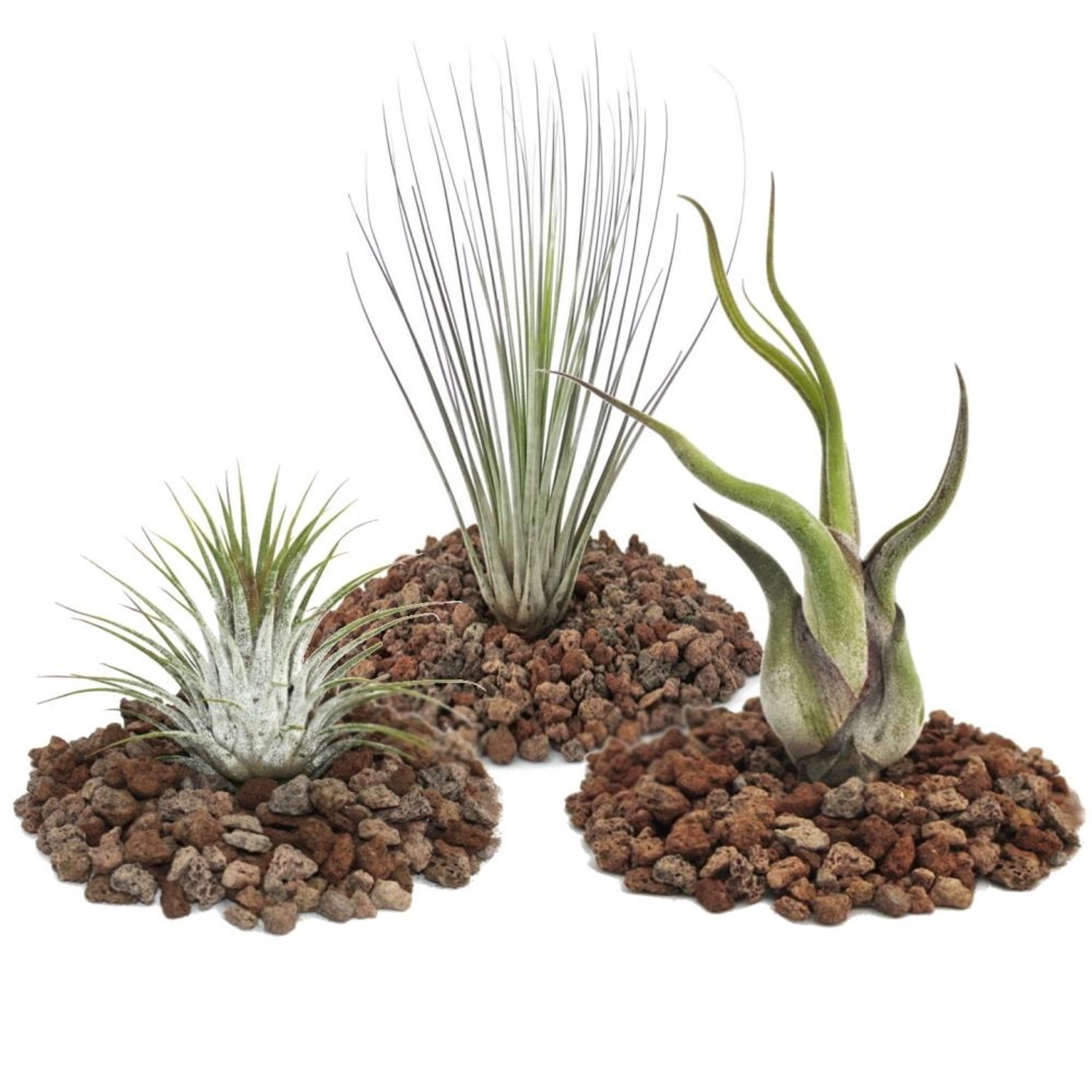 Exotenherz 1 Set Mit 3 Tillandsien 1 Ionantha 1 Juncea 1 Caput Medusa