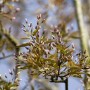 Nahaufnahme der rosa Blütenknospen einer Amelanchier Arborea Robin Hill Felsenbirne.