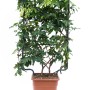 GROW by OBI Blauregen Longwood Purple im Topf mit Rankhilfe, ca. 90 cm hoch.