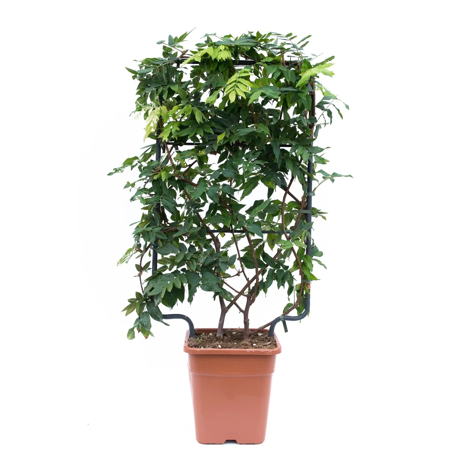 GROW by OBI Blauregen "Longwood Purple" 90 cm 18 l kaufen bei OBI