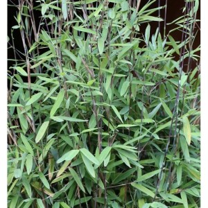 Schwarzer Gartenbambus Black Pearl 125-150cm - Fargesia nitida