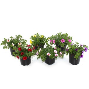 Farbenfrohe GROW by OBI Zauberglöckchen (Calibrachoa) im 13 cm Topf, verschiedene Farben.