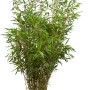 Schirmbambus Fargesia rufa im Topf, ca. 80-100 cm hoch, ideal als Heckenpflanze.