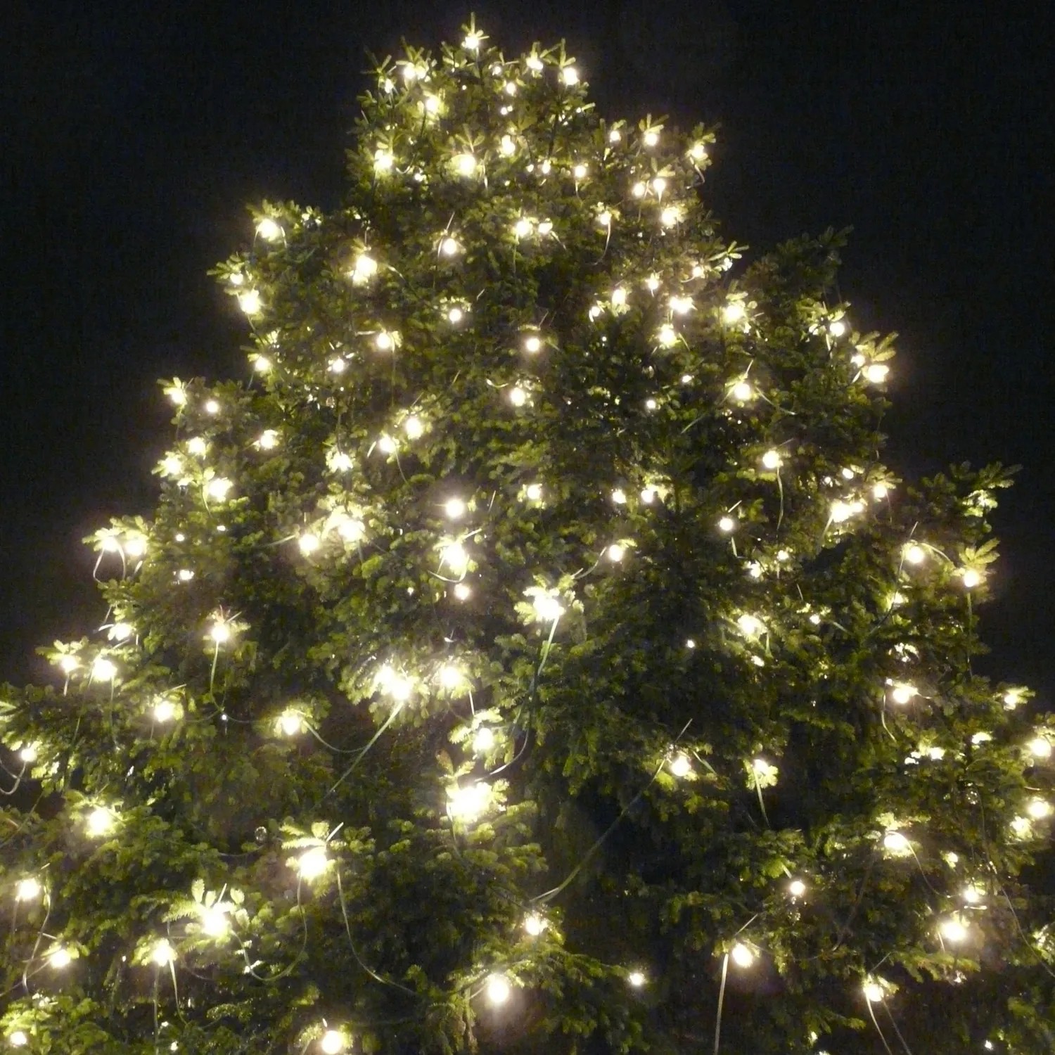 Satisfire Lichterkette mit warmweißen LED-Kugellampen an einem Weihnachtsbaum.