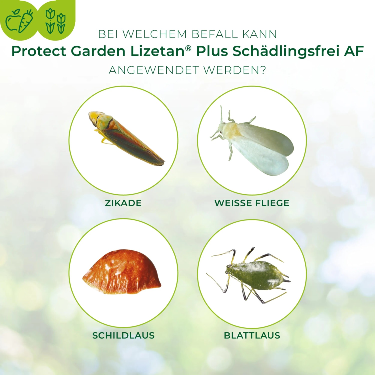 Protect Garden Lizetan Plus Schädlingsfrei AF: Übersicht der Schädlinge (Zikade, Weiße Fliege, Schildlaus, Blattlaus)