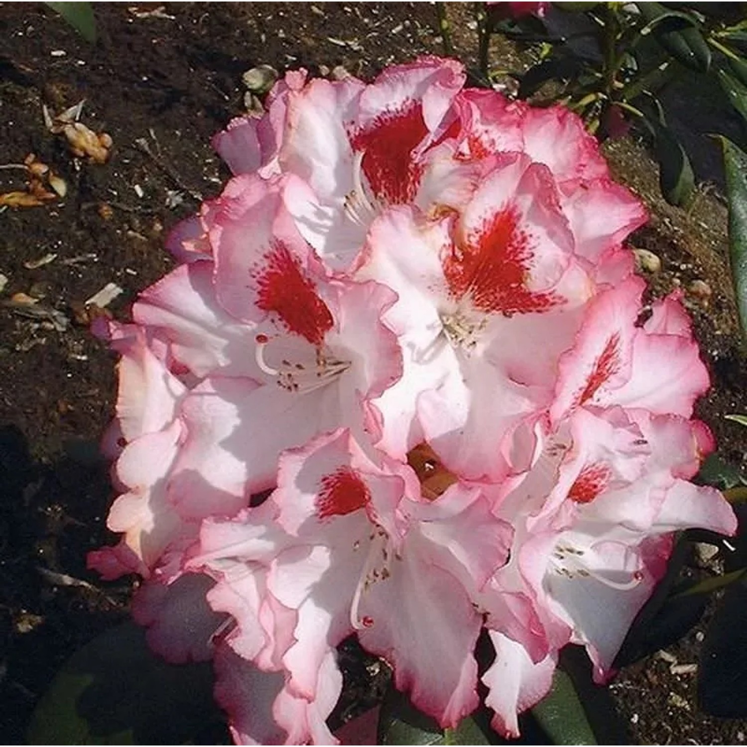Großblumige Rhododendron Hachmanns Charmants 50-60cm - Alpenrose