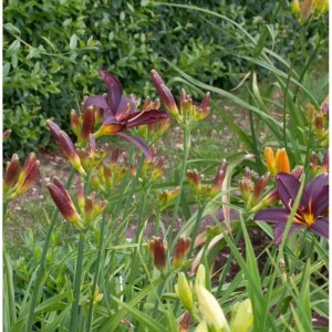 Blühende Taglilie 'Black Arrowhead' im Garten, purpurfarbene Blüten mit gelber Mitte.