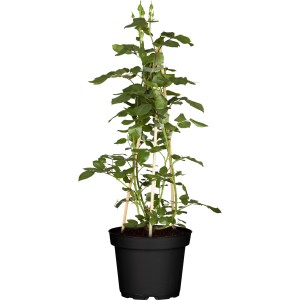 Kletterrose Mix Rot im Topf, ca. 10-20 cm hoch, mit Rankhilfe.