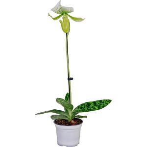 Frauenschuh Orchidee 'Maudiae Femma' im Topf, grüne Blätter und weiß-grüne Blüte.