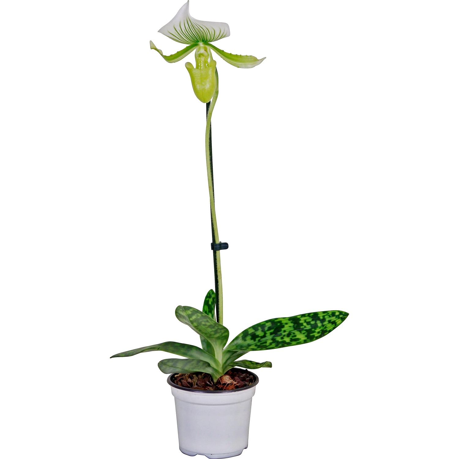 Frauenschuh Orchidee Maudiae Femma 1-Trieber 12 cm kaufen bei OBI
