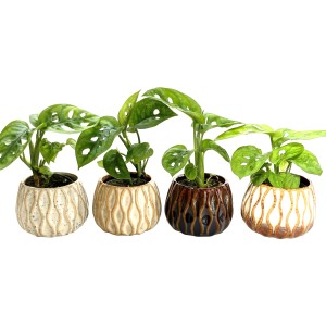 Fensterblätter im Steingut-Gefäß, Topf-Ø 6cm, verschiedene Farben.