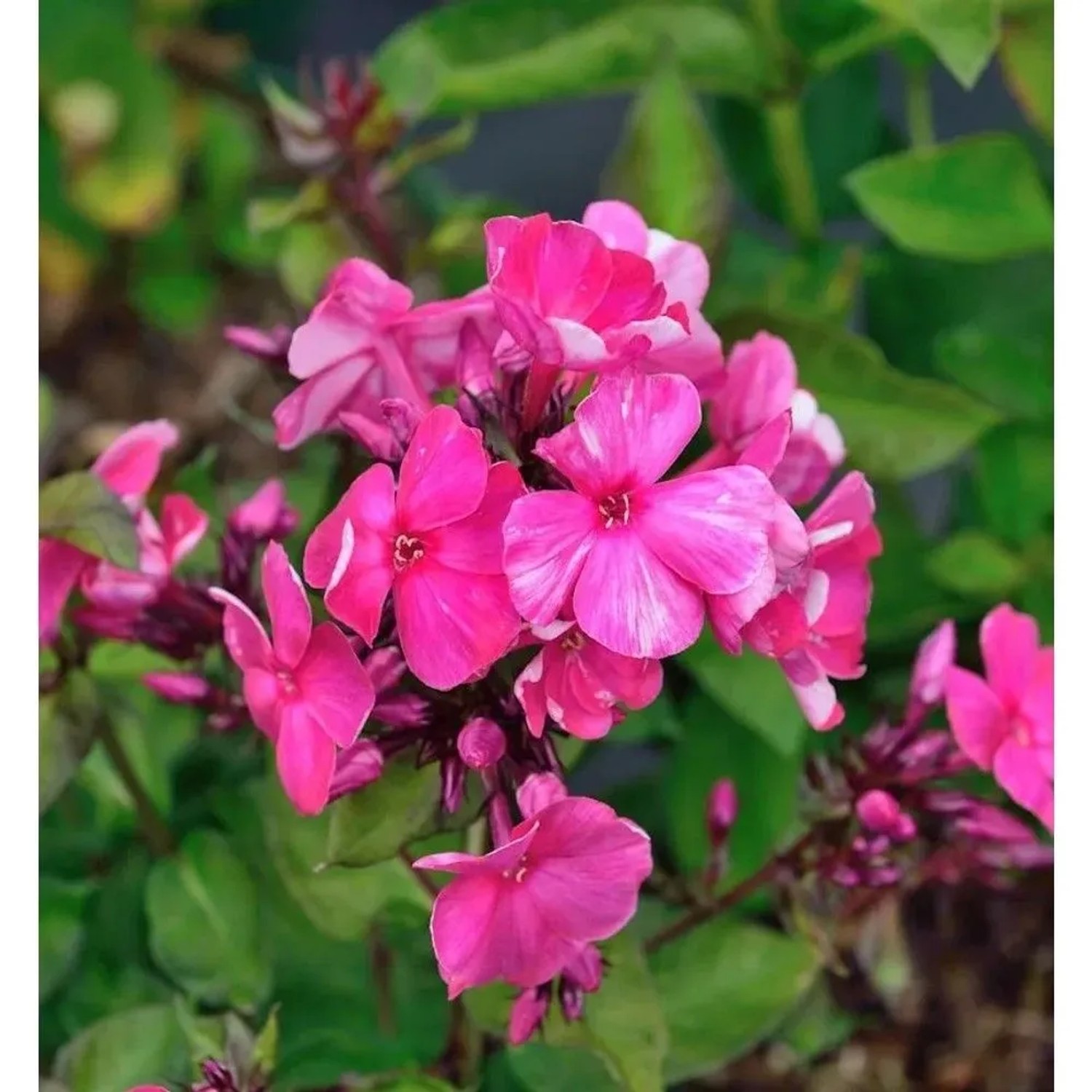 Hohe Flammenblume Aureole - Phlox Paniculata