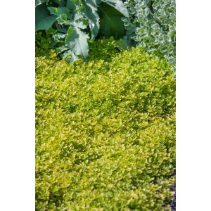 Buschiger Echter Dost 'Thumbles' (Origanum Vulgare) im 9x9 cm Topf. Bienenfreundliche Staude mit grünen Blättern.