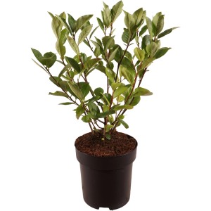 Schwarze Apfelbeere (Aronia) im Topf, ca. 40 cm hoch. Beerenstrauch für Garten und Balkon.