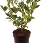Schwarze Apfelbeere (Aronia) im Topf, ca. 40 cm hoch. Beerenstrauch für Garten und Balkon.