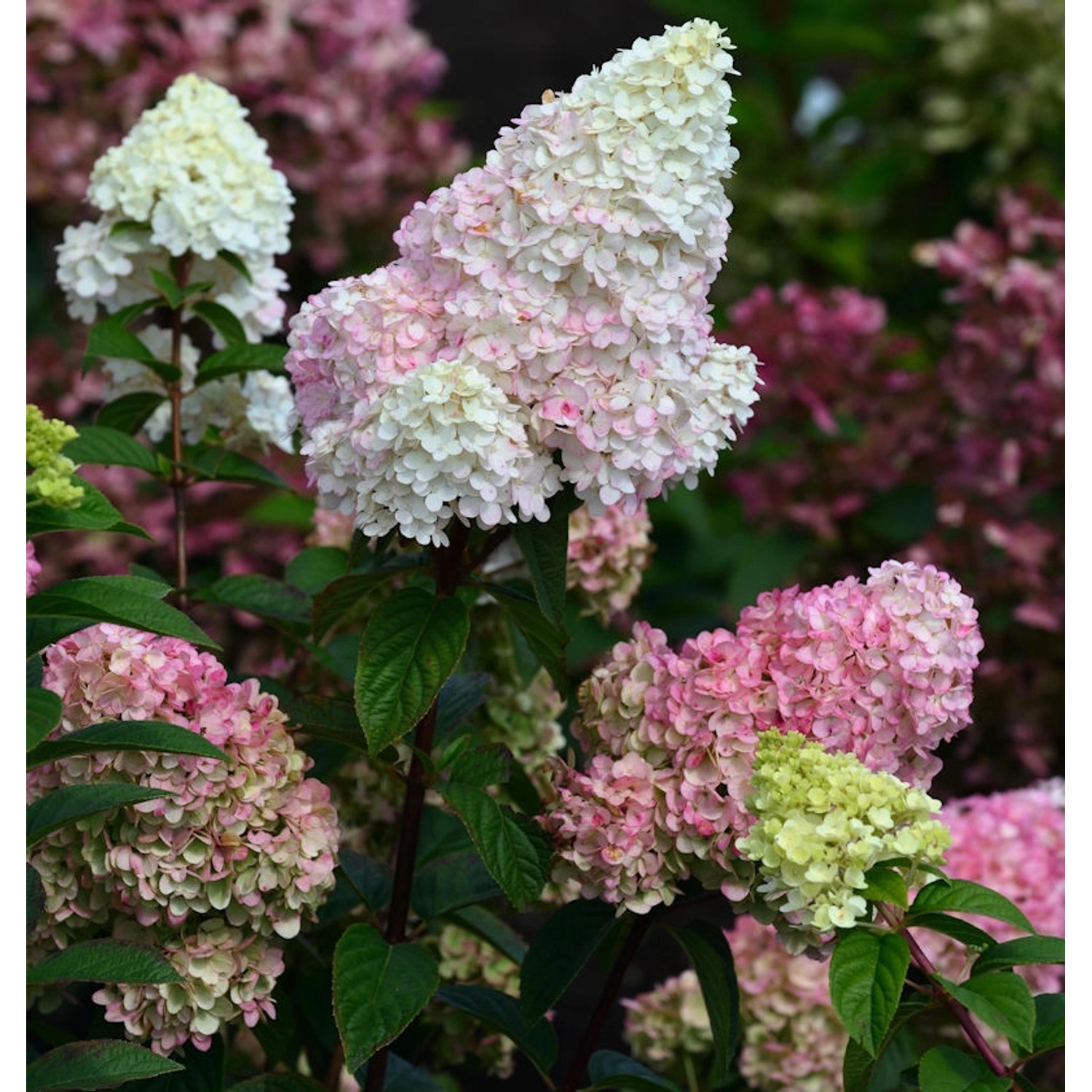 Rispenhortensie Strawberry Blossom100-125cm - Hydrangea paniculata günstig online kaufen