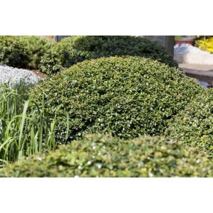 Halbkugeliger Ilex crenata 'Green Lustre', 90-100 cm, als Heckenpflanze im Garten.