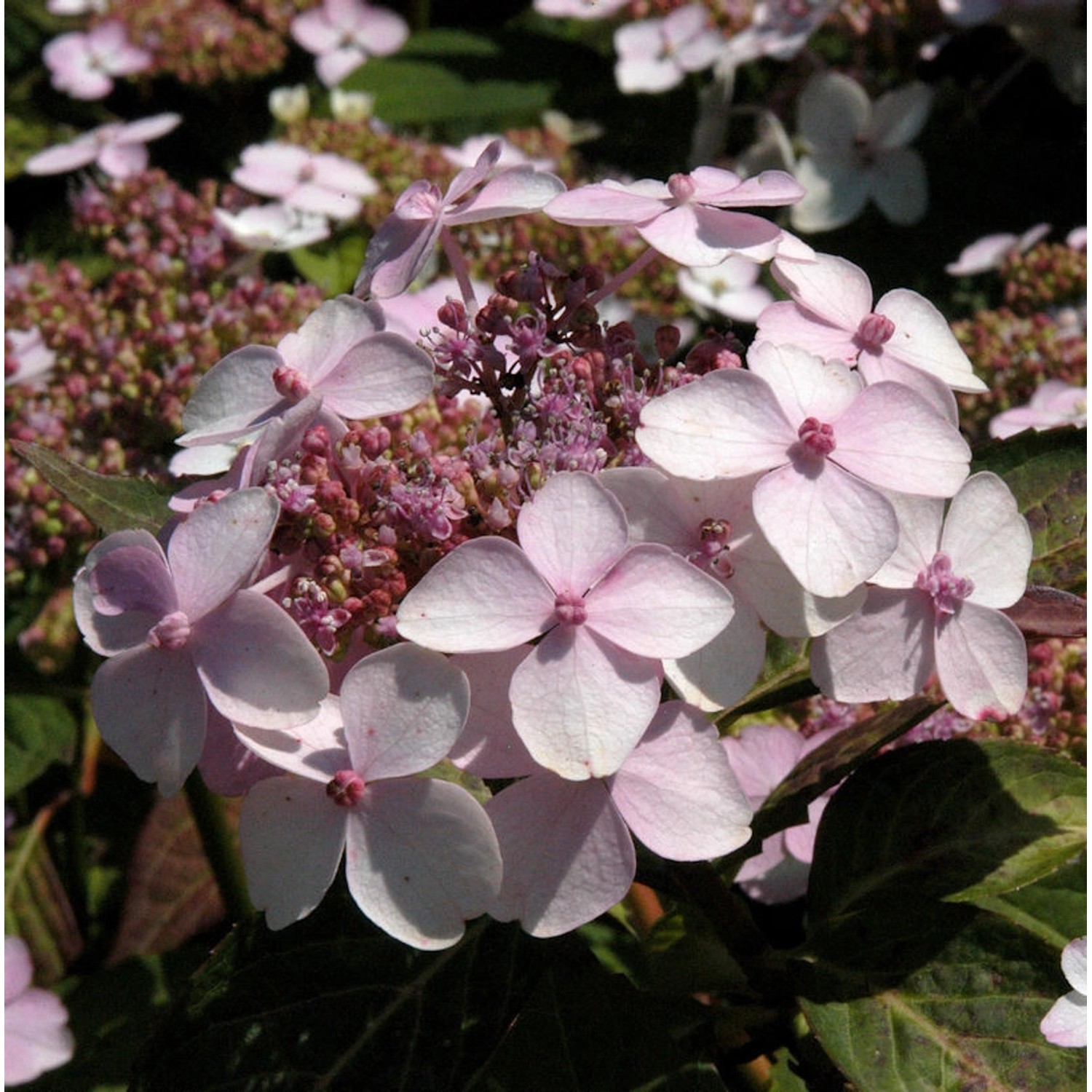 Teller Hortensie Grayswood 30-40cm - Hydrangea serrata günstig online kaufen