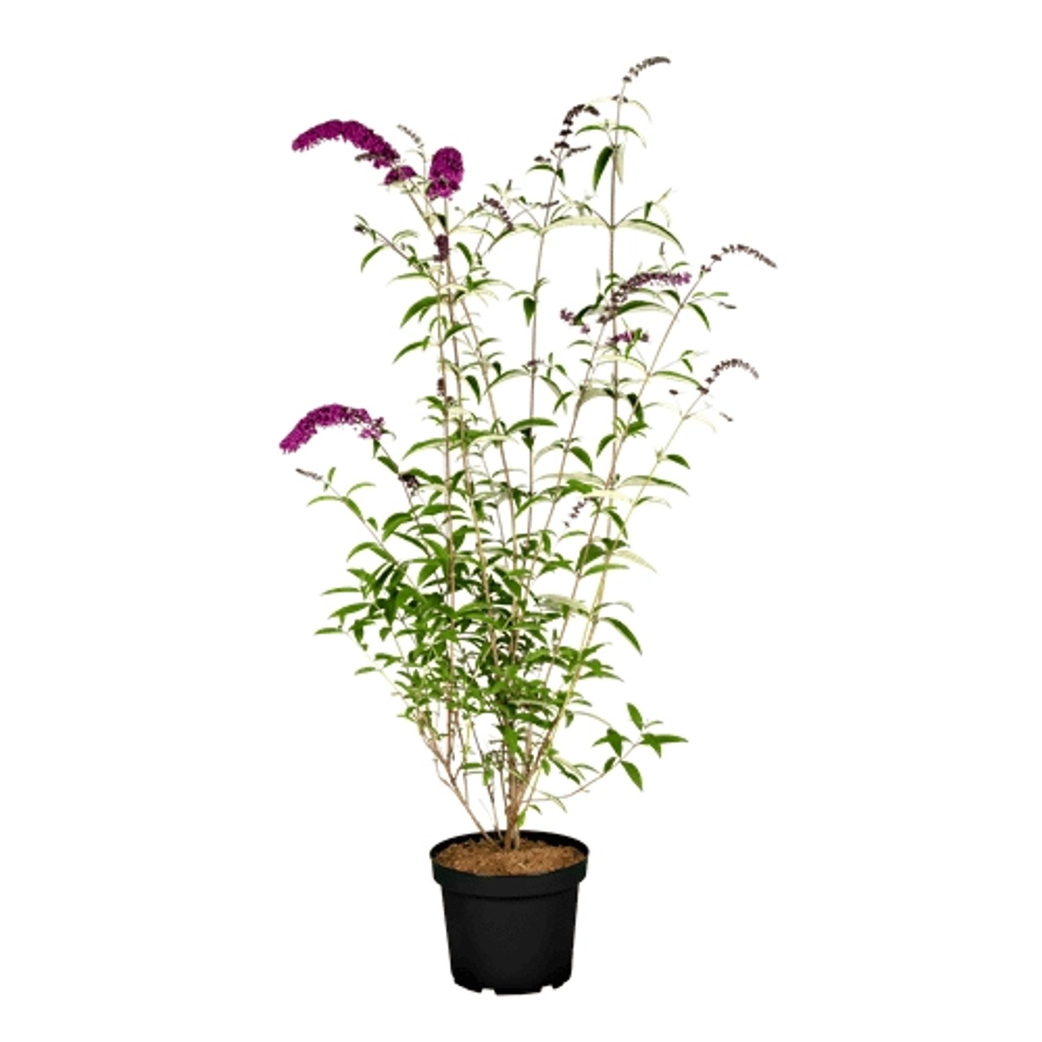 Buddleja Davidii Schmetterlingsstrauch Royal Red 40-60 cm günstig online kaufen