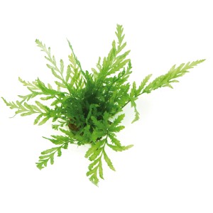 Dennerle Bolbitis Heudelotii Aquariumpflanze, grüner Wasserfarn für das Aquarium.