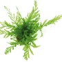 Dennerle Bolbitis Heudelotii Aquariumpflanze, grüner Wasserfarn für das Aquarium.