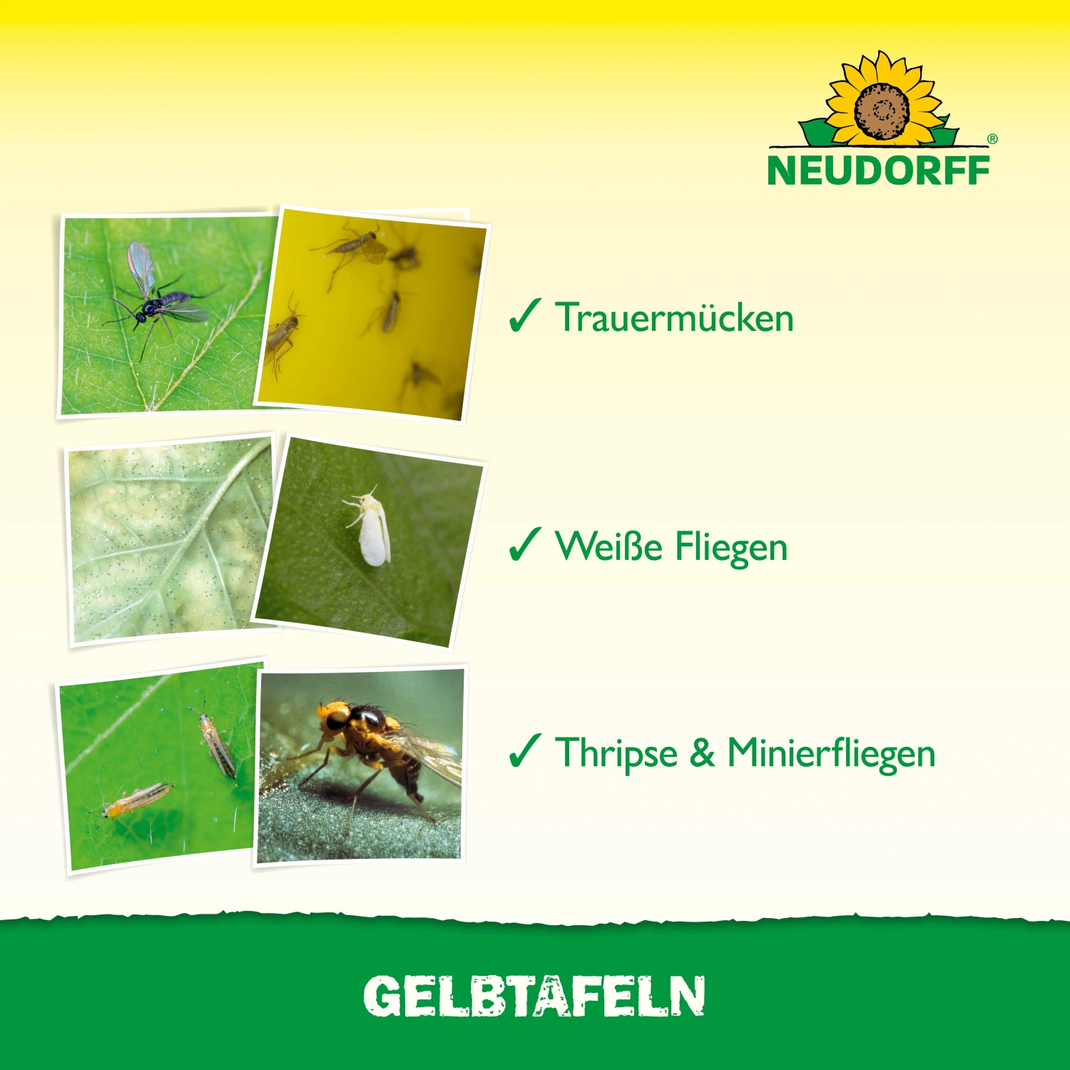 Neudorff Gelbtafeln zur Schädlingserkennung: Trauermücken, Weiße Fliegen, Thripse und Minierfliegen.