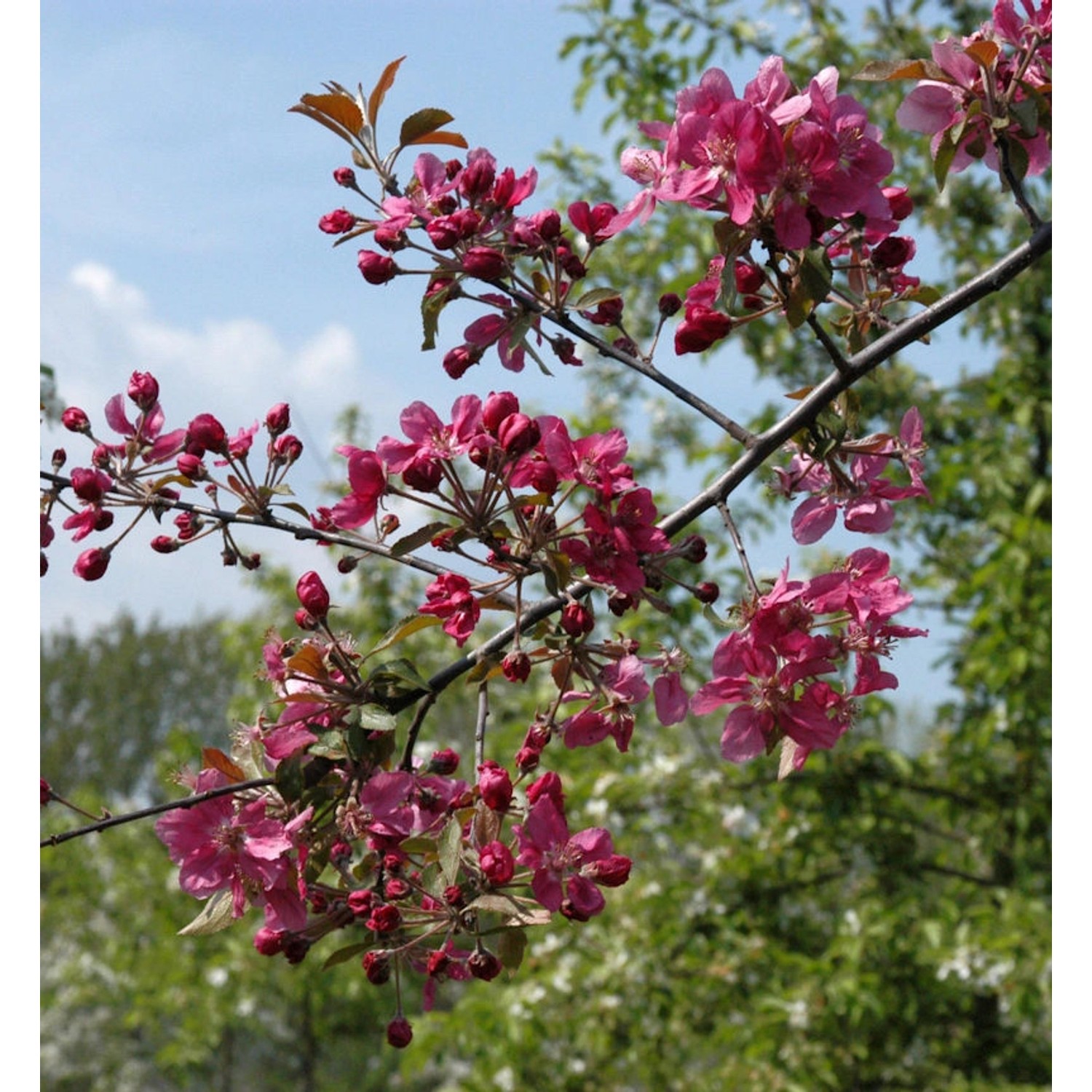 Hochstamm Zierapfel Scarlet 100-125cm - Malus Hybride günstig online kaufen