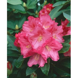 Rhododendren rot kaufen bei OBI