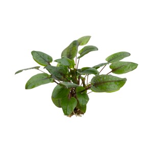 Stoffels Aquariumpflanze Cryptocoryne wendtii Tropica mit grünen Blättern für den Mittelgrund.
