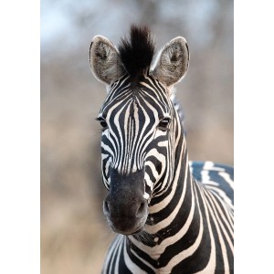 Detailaufnahme: Rasch Fototapete African Queen III Zebra, schwarz-weiß. Tierportrait, Zebrastreifen.